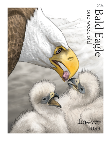 2026 Bald Eagle Hatchling to Adult Stamps | Tool Stamps US Postage Stamps