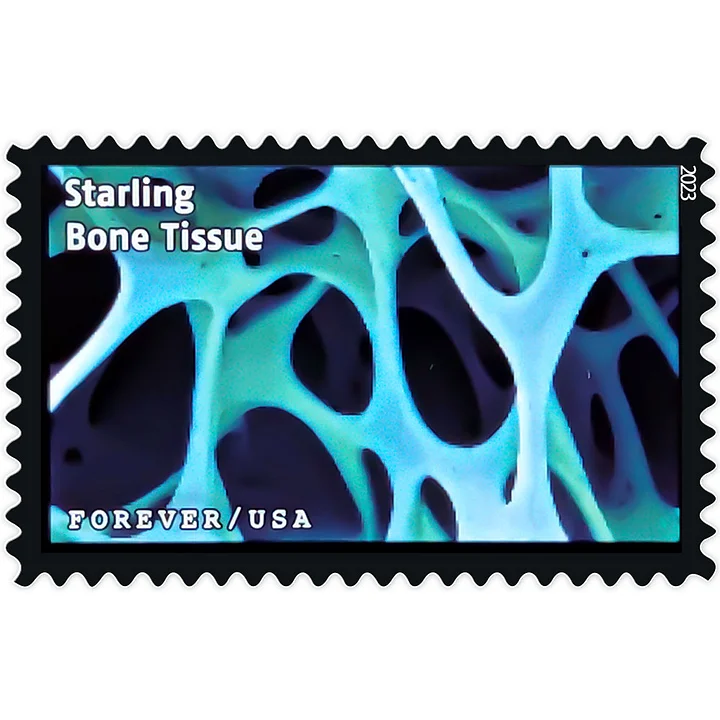 2023 Life Magnified Stamps | Forever Stamps US Postage Stamps