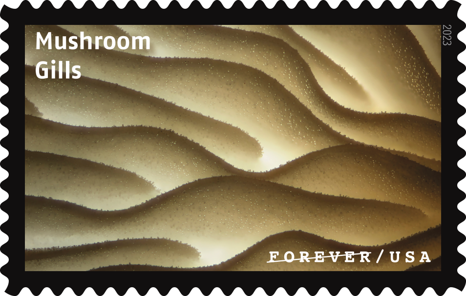 2023 Life Magnified Stamps | Forever Stamps US Postage Stamps