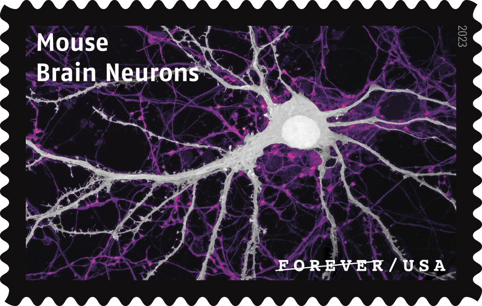 2023 Life Magnified Stamps | Forever Stamps US Postage Stamps