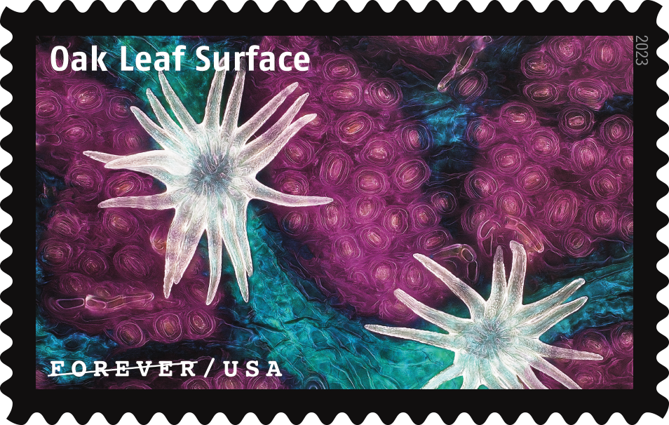 2023 Life Magnified Stamps | Forever Stamps US Postage Stamps