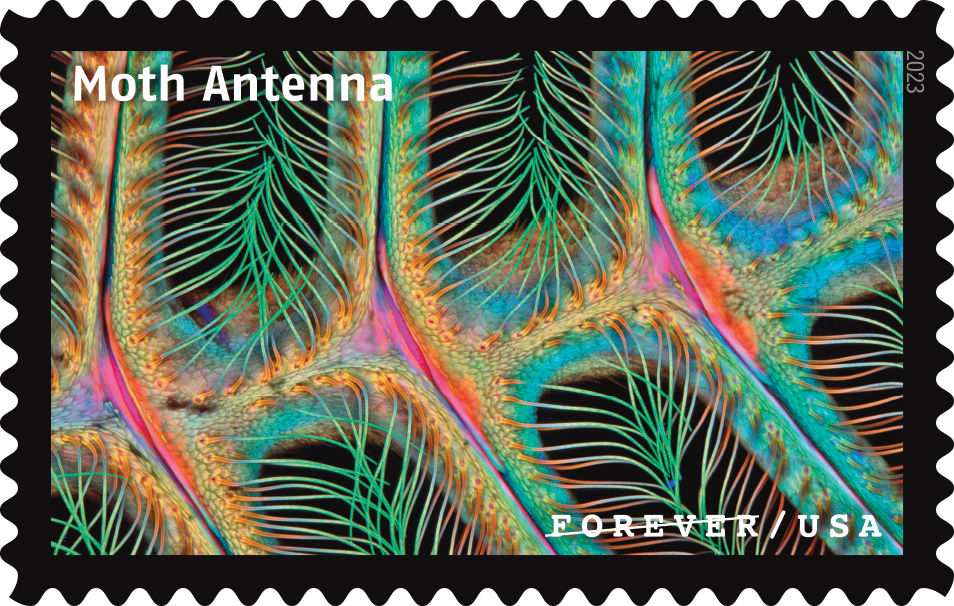 2023 Life Magnified Stamps | Forever Stamps US Postage Stamps