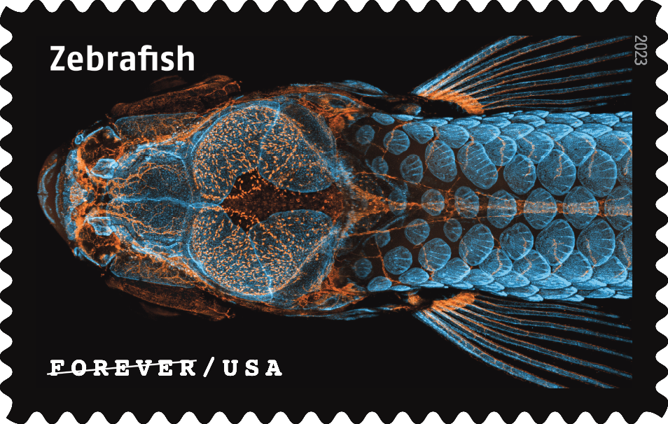 2023 Life Magnified Stamps | Forever Stamps US Postage Stamps