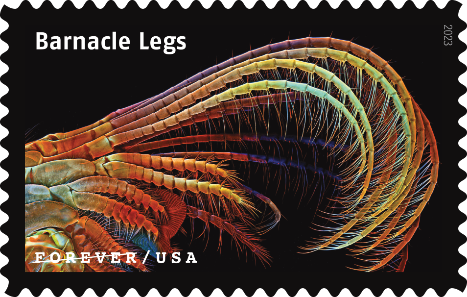2023 Life Magnified Stamps | Forever Stamps US Postage Stamps