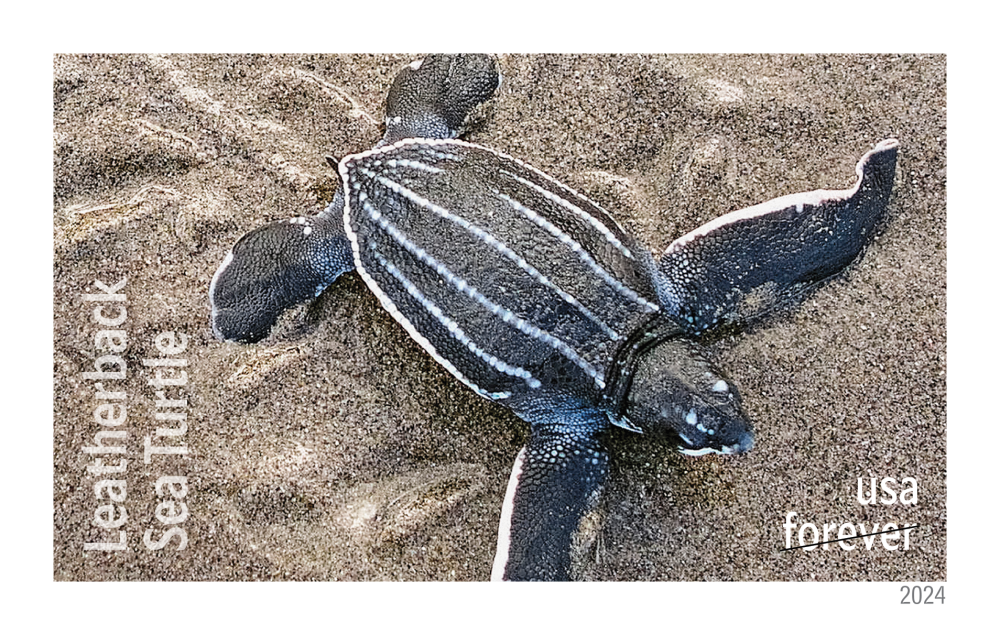 2024 Protect Sea Turtles Stamps | Forever Stamps US Postage Stamps