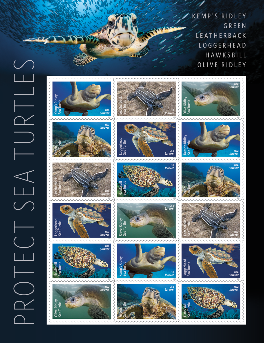 2024 Protect Sea Turtles Stamps | Forever Stamps US Postage Stamps