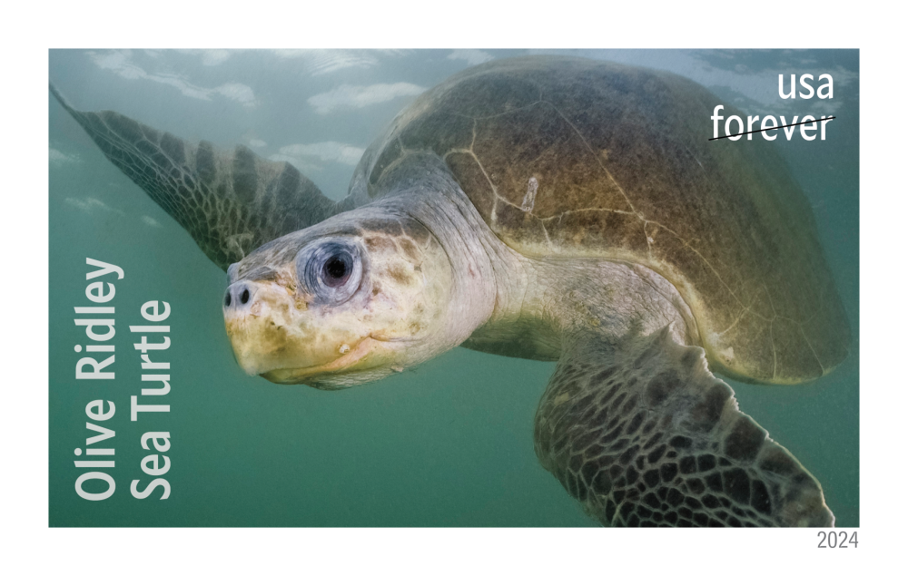 2024 Protect Sea Turtles Stamps | Forever Stamps US Postage Stamps